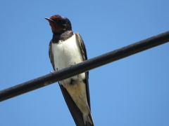 Hirundo rustica