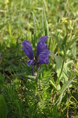 Dracocephalum austriacum