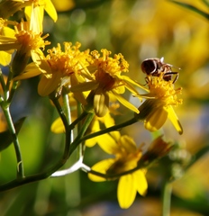 Eristalinus barclayi