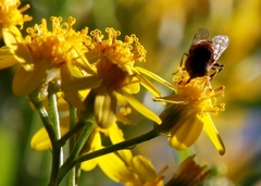 Eristalinus barclayi