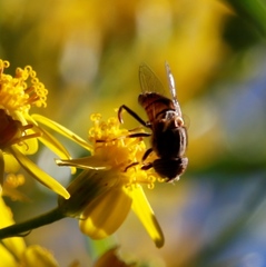 Eristalinus barclayi