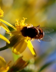 Eristalinus barclayi