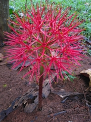 Scadoxus