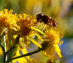 Eristalinus barclayi