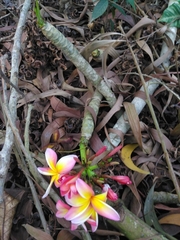 Plumeria rubra