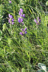 Dracocephalum austriacum