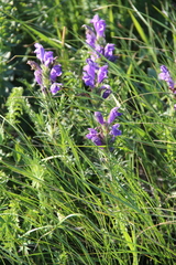 Dracocephalum austriacum