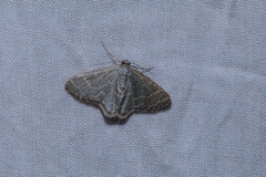 Lophophleps triangularis