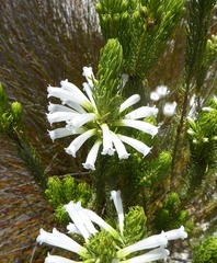 Erica thomae thomae