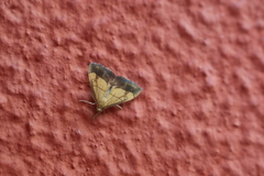 Evergestis limbata