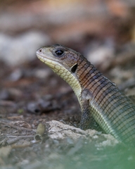 Broadleysaurus major