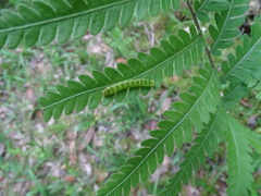 Callopistria floridensis