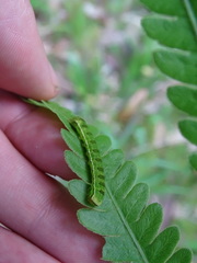 Callopistria floridensis