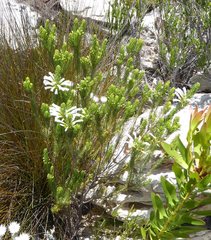 Erica thomae thomae