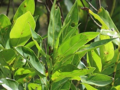 Kraussia floribunda