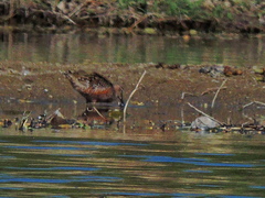 Limnodromus scolopaceus