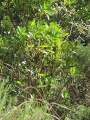 Kraussia floribunda