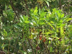Kraussia floribunda