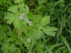 Chelidonium majus