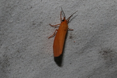 Virbia opella