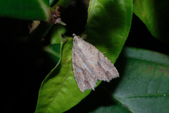 Olulis puncticinctalis