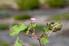 Geranium