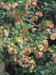 Hymenocardia ulmoides