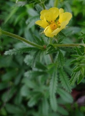 Potentilla recta