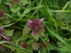 Lamium purpureum