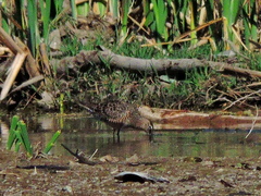 Limnodromus scolopaceus