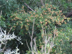 Hymenocardia ulmoides