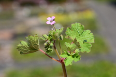 Geranium
