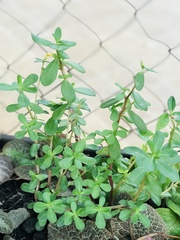 Portulaca umbraticola