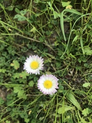 Bellis sylvestris
