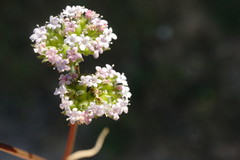 Valerianella pumila
