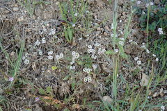 Valerianella pumila