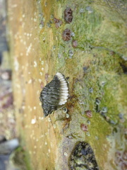 Paciocinebrina circumtexta