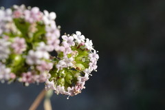 Valerianella pumila