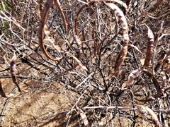 Senna wislizeni wislizeni