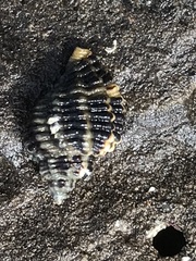 Paciocinebrina circumtexta