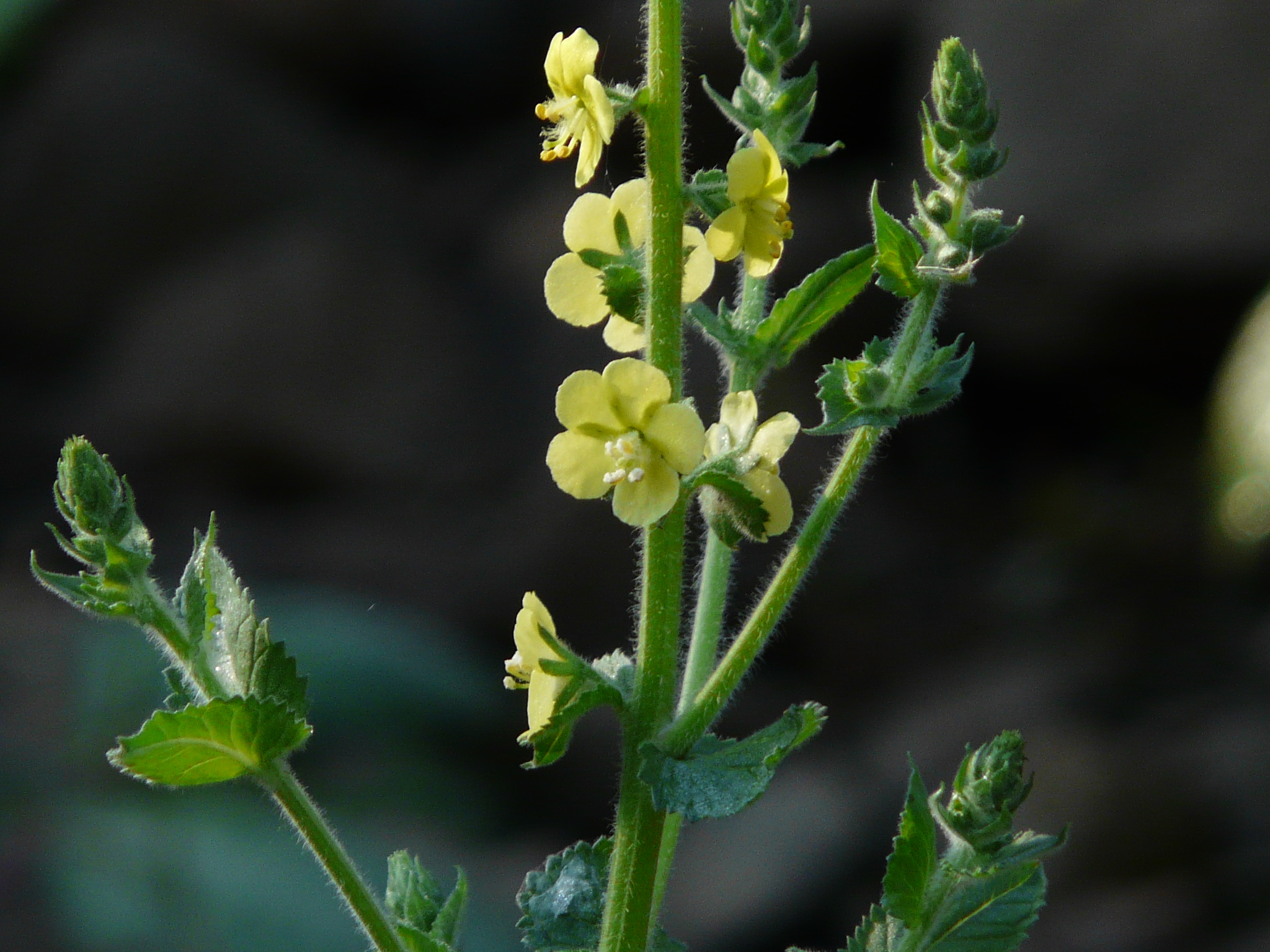 Verbascum coromandelianum (Vahl) Hub.-Mor.