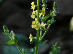 Verbascum coromandelianum