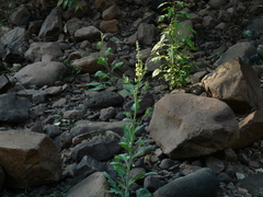 Verbascum coromandelianum