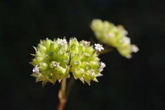 Valerianella pumila