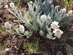Astragalus spaldingii