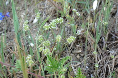 Valerianella pumila