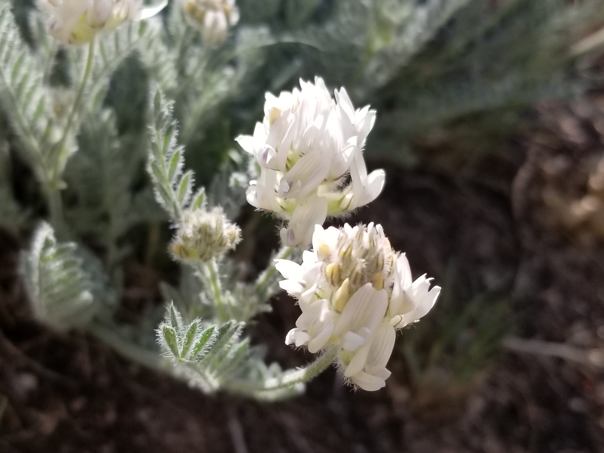 Astragalus spaldingii