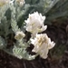 Astragalus spaldingii - Photo 由 rainonreddirt 所上傳的 (c) rainonreddirt，保留部份權利CC BY-NC