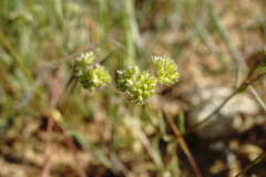 Valerianella pumila