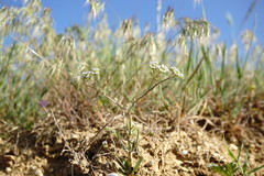 Valerianella pumila